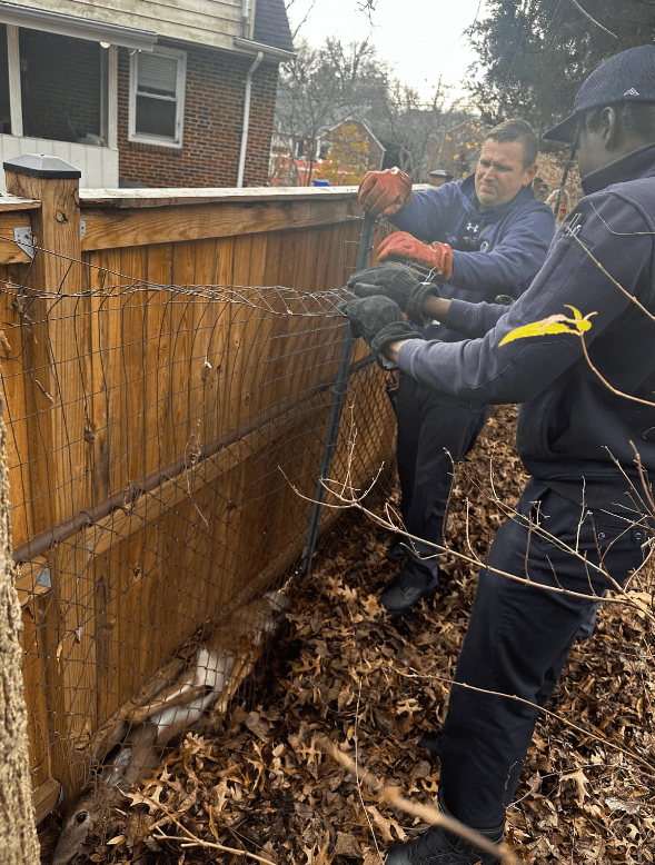 firefighters rescue deer stuck in fence